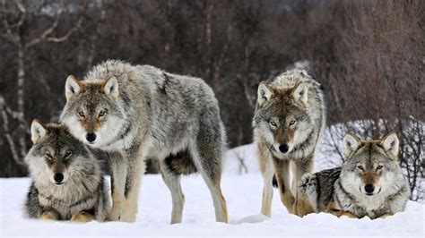 wolf packs with alphas